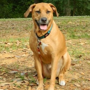 Team Page: Team Doodlebug